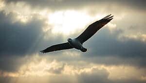 l'albatros poeme