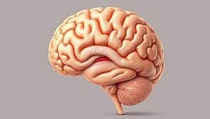cerveau en développement